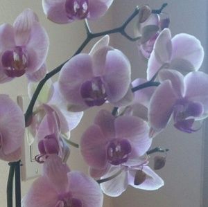 Meet your Posher, Lorena